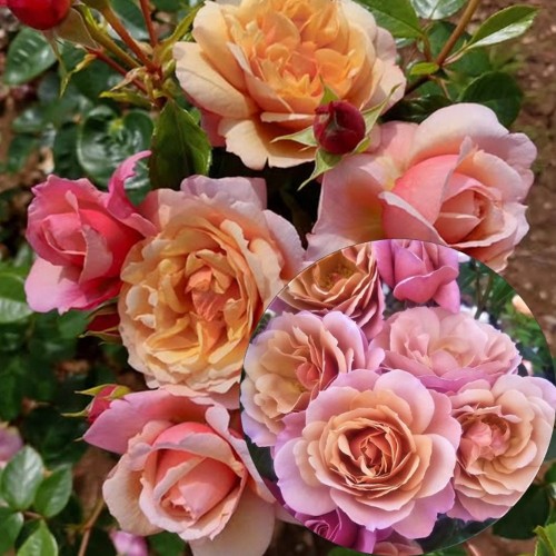 Rosa 'Usha Ki Kiran' - Roos 'Usha Ki Kiran'